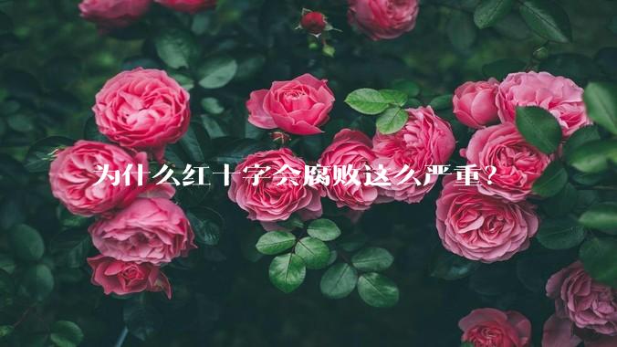 为什么红十字会腐败这么严重？